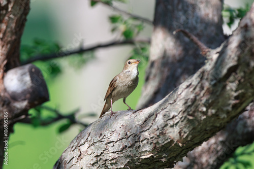 Thrush Nightingale (Luscinia luscinia)