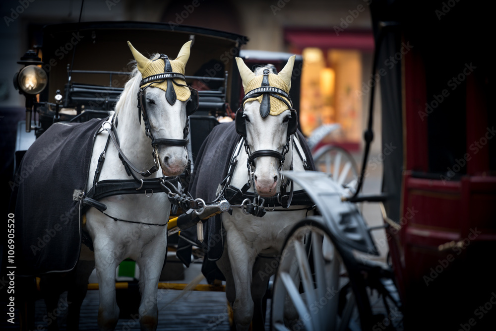 Horses and carriage on stefansplatz in Vienna. Horses and carriage on stefansplatz in Vienna.