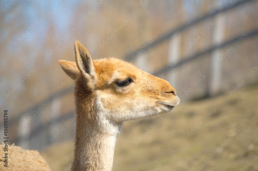 Vicuna Vicuna