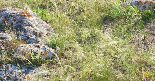 Steppen grass waves on wind. Stoned covered with lichen photo