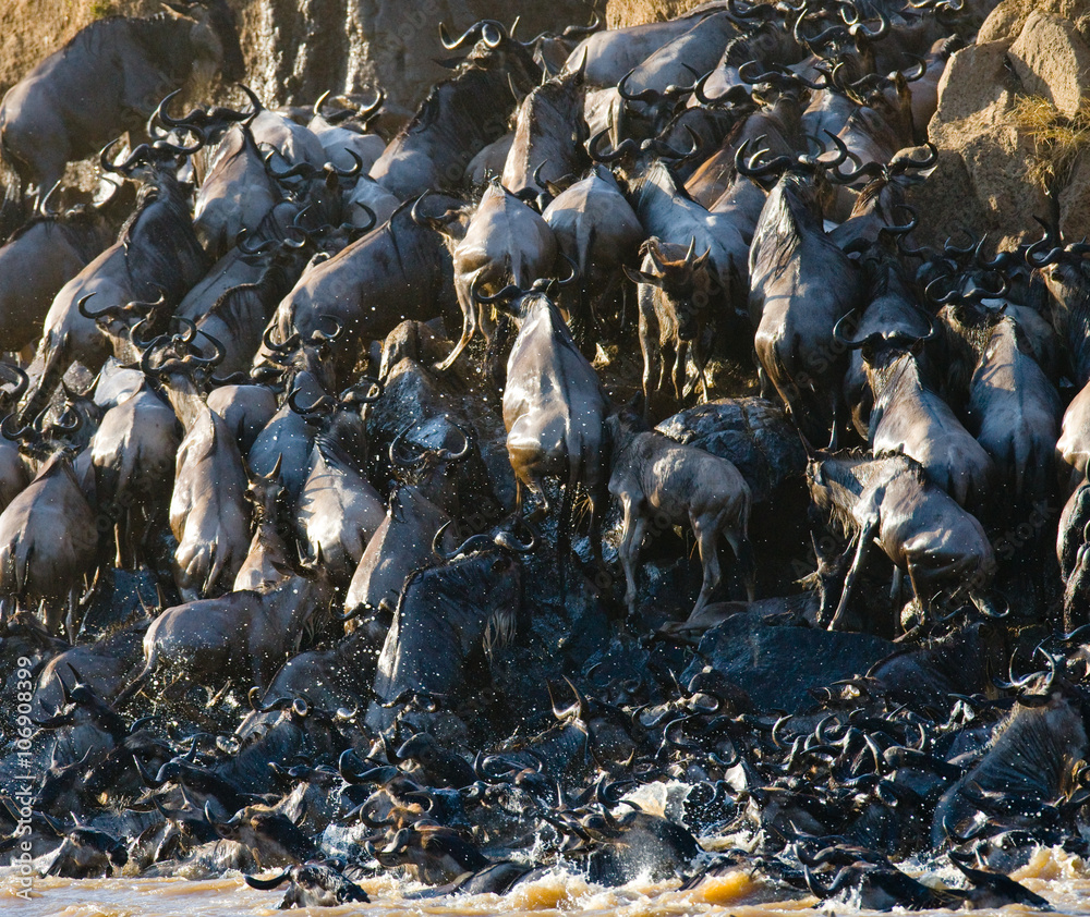 Fototapeta premium Wildebeests are crossing Mara river. Great Migration. Kenya. Tanzania. Masai Mara National Park. An excellent illustration.