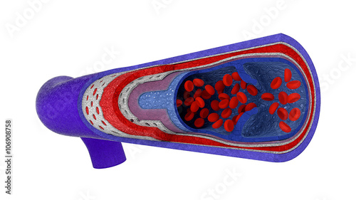 Anatomy of the human veins, venous structure of the vessel, in the context of Vienna on a white background.
