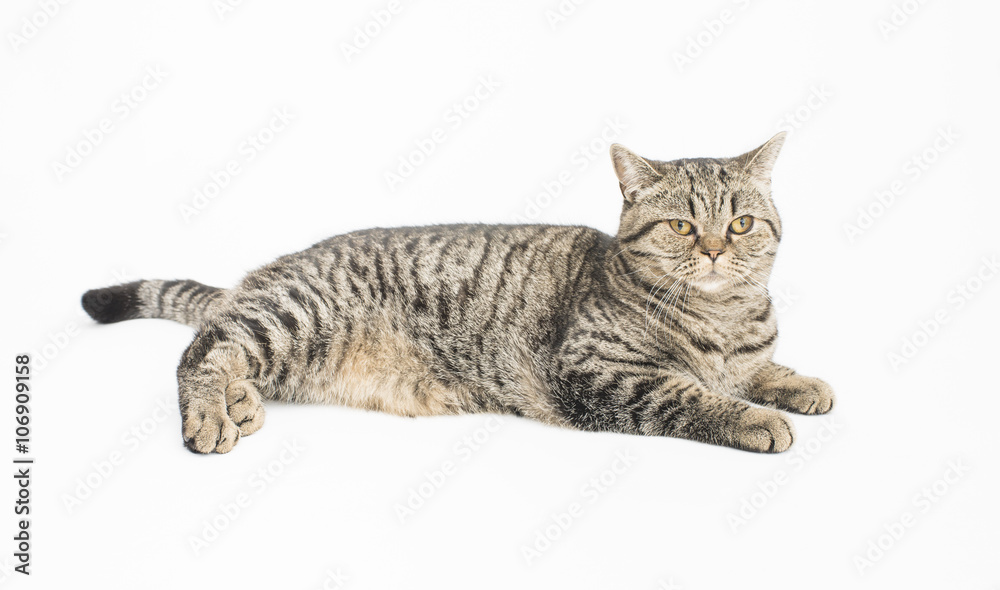 Tabby cat on white background