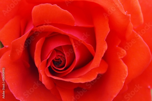 Close-up image of a colourful red rose bloom.