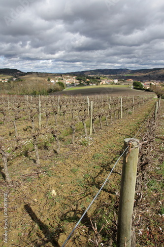 Vigne dans le Limouxin,Aude photo