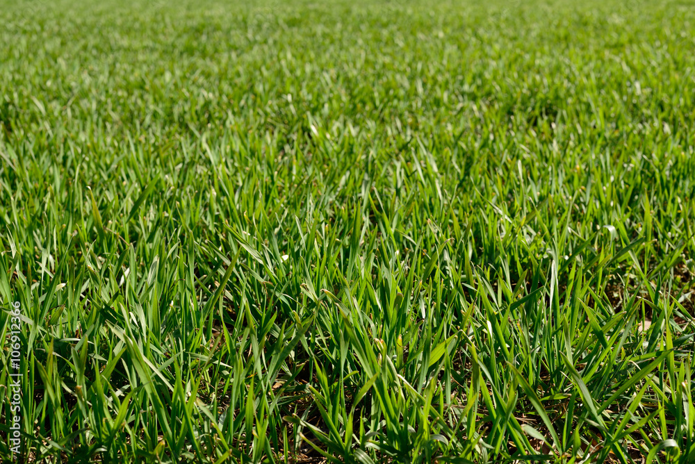 Green grass Green grass