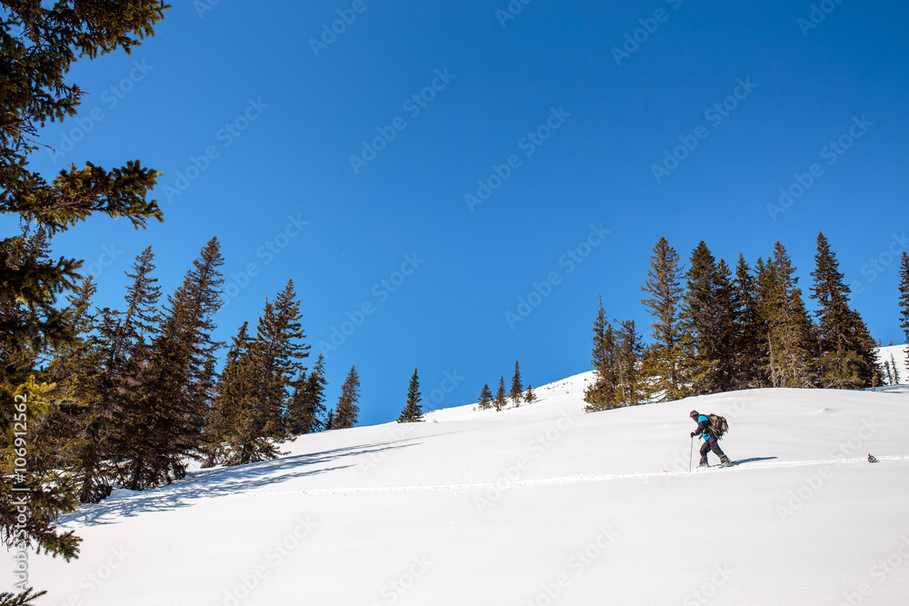 Panoramic view of cross-country skiing in sunny winter landscape
