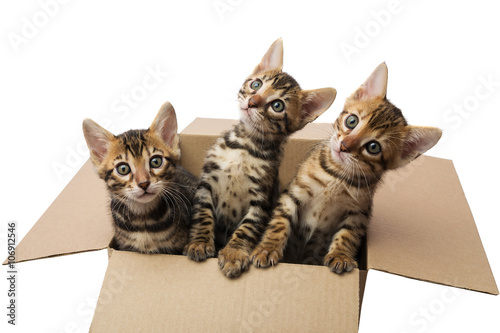 Bengal kittens in a cardboard box