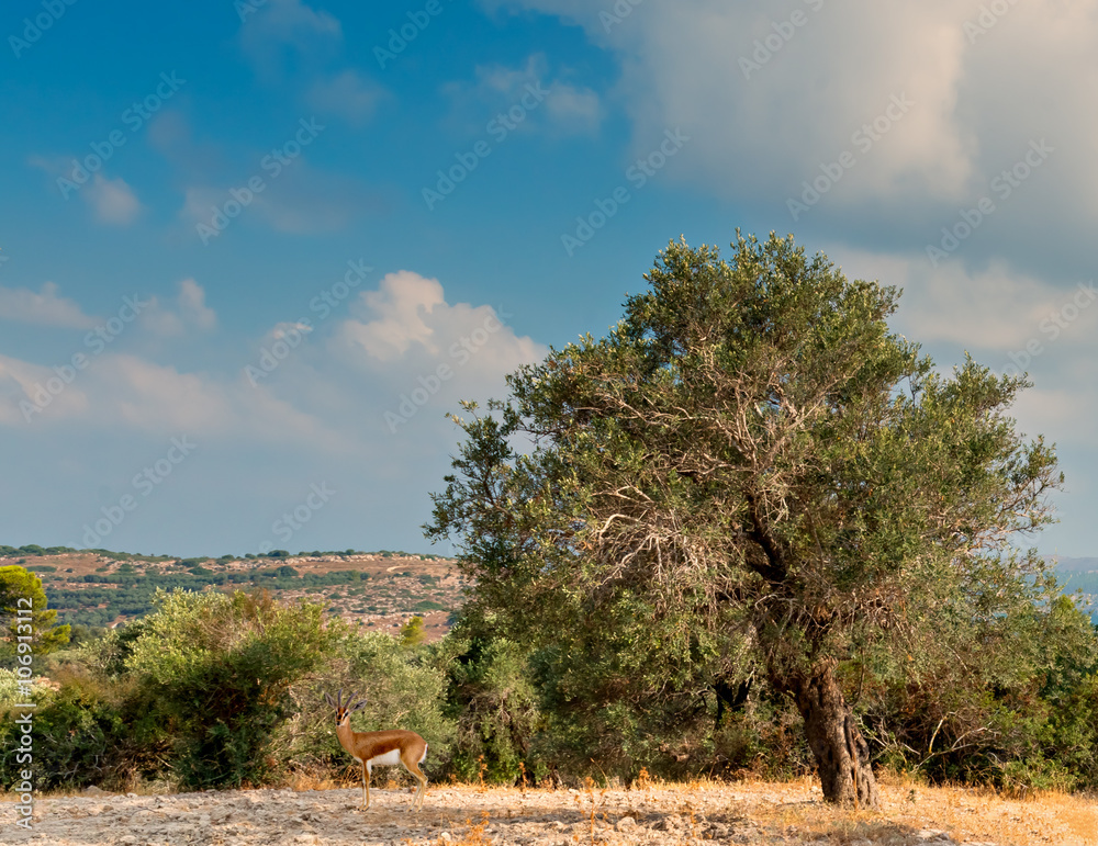 Fototapeta premium Morning motif with holy hills of Jerusalem