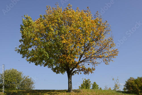 Golden Oak in autumn park
