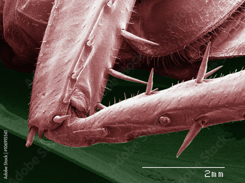 Coloured SEM of American cockroach leg photo