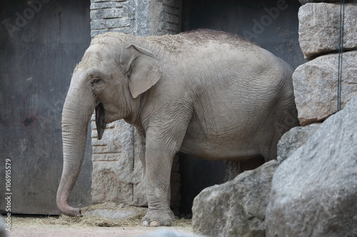 Elefante - Zoo Le Cornelle photo