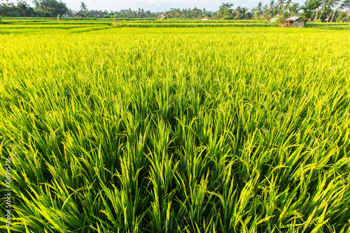 Rice field in Indonesia. Green grass in sunlight.