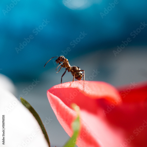Муравей   муравей после трапезы чистит усы photo