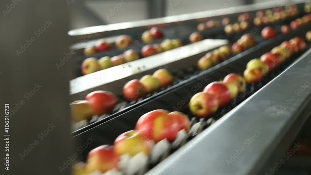 Apples on a sorting table in a warehouse Apples on a sorting table in a warehouse