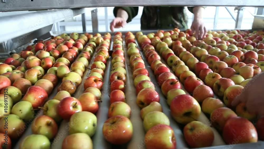 workers sorting apples in the warehous