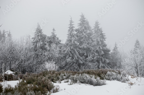 Carpathian mountains - spruce forest in the cloud © tomeyk