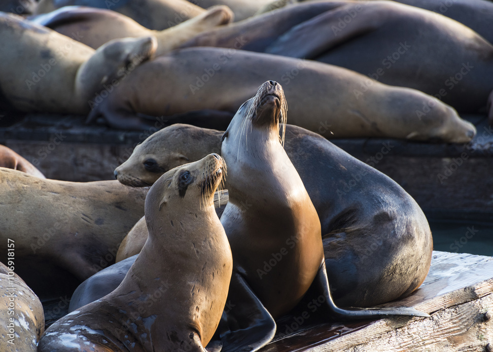 Fototapeta premium Sea Lions