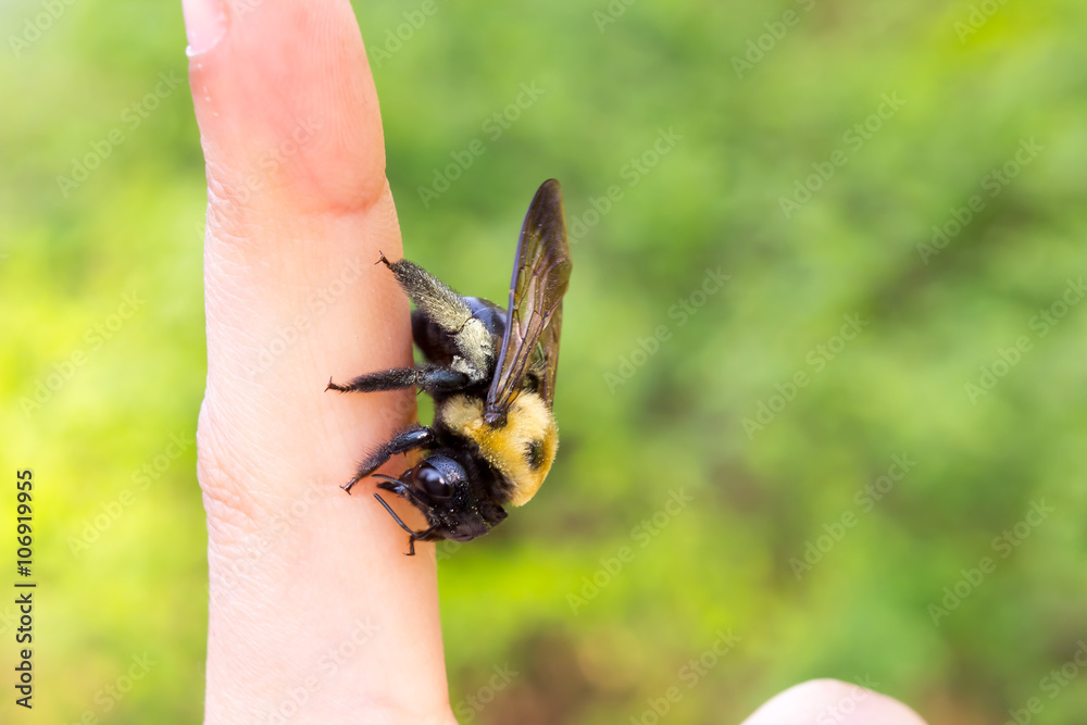 Carpenter bumble Bee sitting on a hand