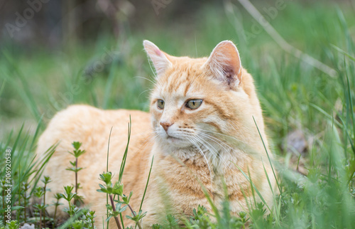 Obraz na płótnie Katze im Gras w salonie