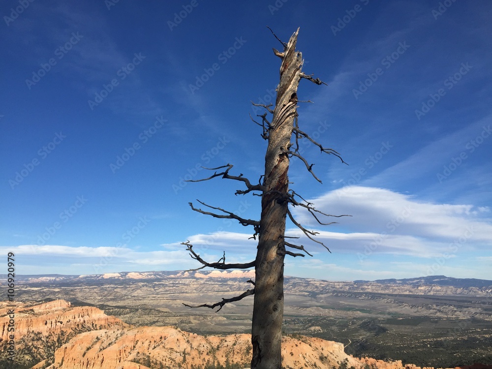 Obraz premium Dead Tree at Bryce Canyon