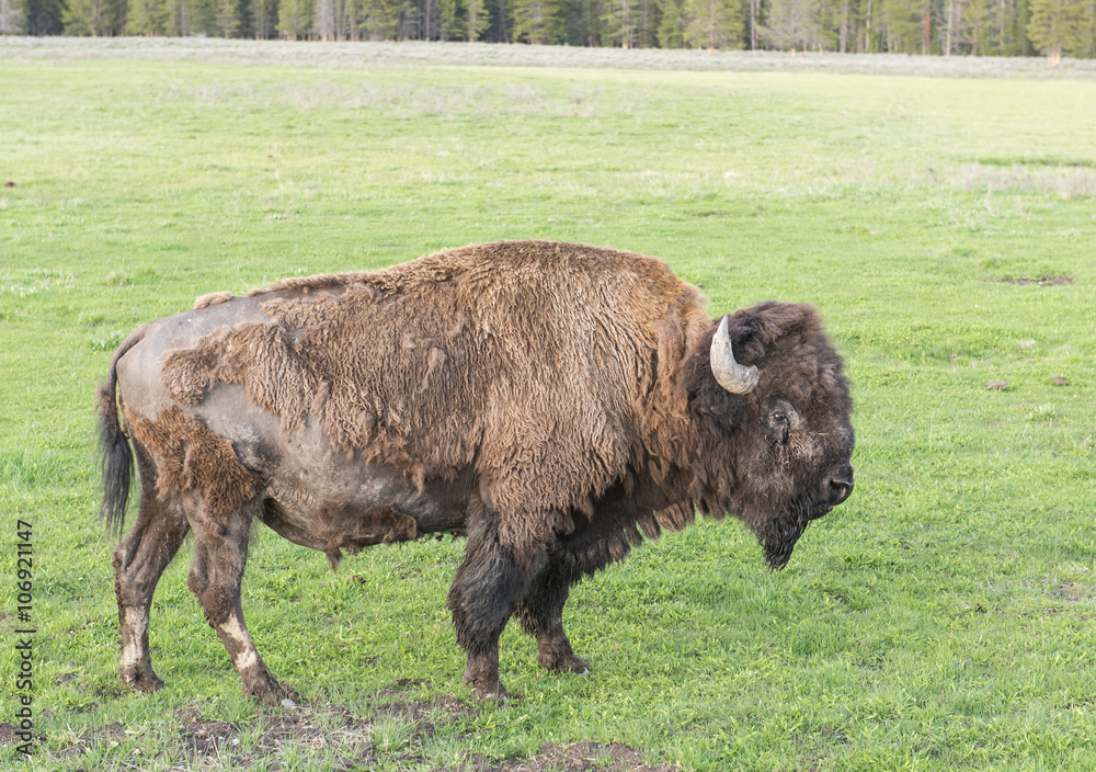 Buffalo