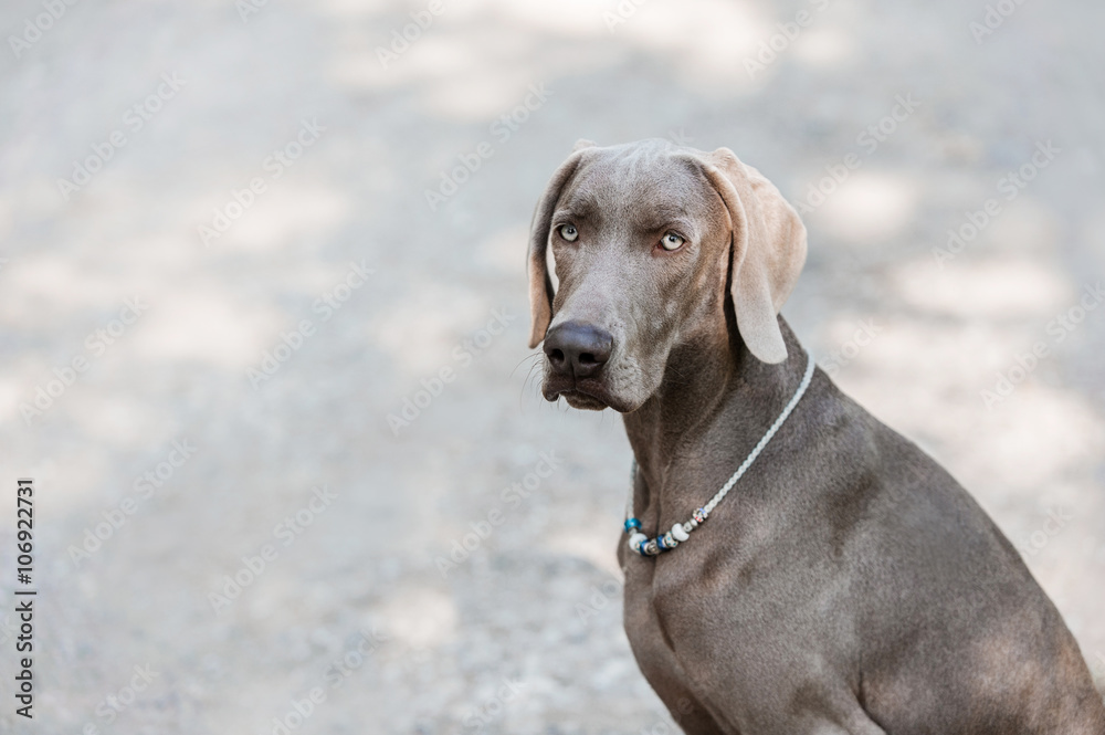 Portrait of Weimar Pointer