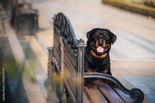 Rottweiler lying on a bench