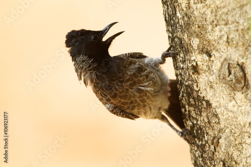 Red-vented bulbul (pycnonotus cafer), Yala National Park, Sri lanka photo