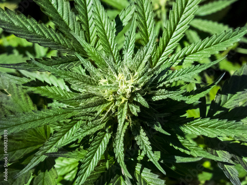 Marijuana Plant Closeup