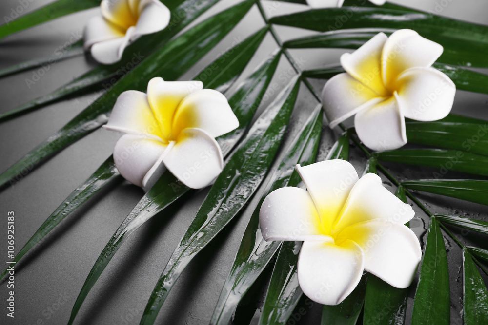 Obraz premium Beautiful composition of frangipani flower on palm leaves, close up