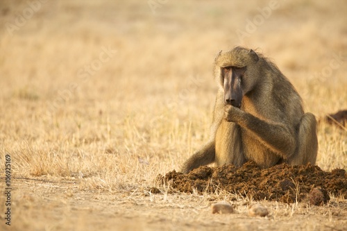 Chacma Baboon - Papio cynocephalus ursinas - feeding at dawn photo