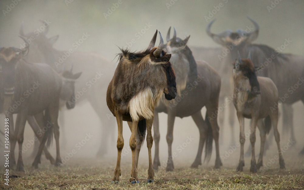 Wildebeests standing a small group in the savannah. Great Migration. Kenya. Tanzania. Masai Mara National Park. An excellent illustration. Wildebeests standing a small group in the savannah. Great Migration. Kenya. Tanzania. Masai Mara National Park. An excellent illustration.