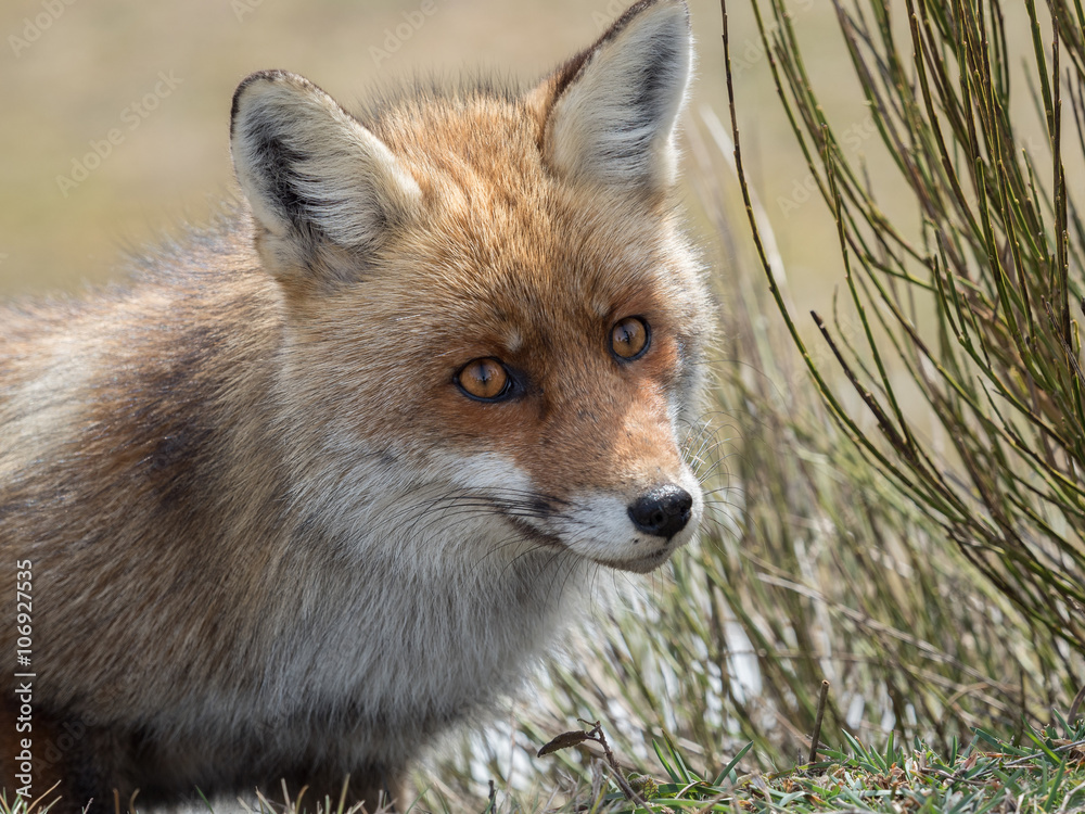 Fototapeta premium Red fox (Vulpes vulpes) close-up portrait