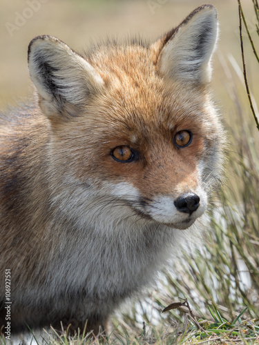 The gaze of the red fox (Vulpes vulpes)
