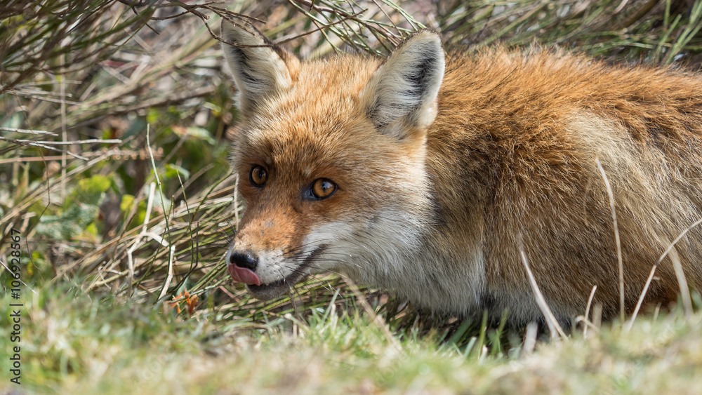 Red fox (Vulpes vulpes) licking its nose