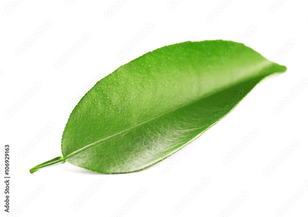 Obraz premium Ficus leaf, isolated on white