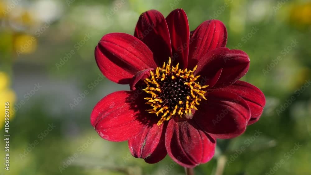 Beautiful dahlia Peony flower deep red flower in the garden 4K 2160p UltraHD footage - Dahlia Bishop of Auckland plant shallow DOF 4K 3840X2160 UHD video Beautiful dahlia Peony flower deep red flower in the garden 4K 2160p UltraHD footage - Dahlia Bishop of Auckland plant shallow DOF 4K 3840X2160 UHD video