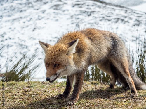 Cute red fox (Vulpes vulpes) ready to hunt