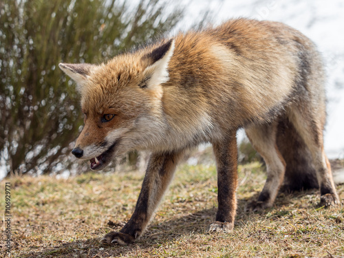 Red fox (Vulpes vulpes) close-up walking