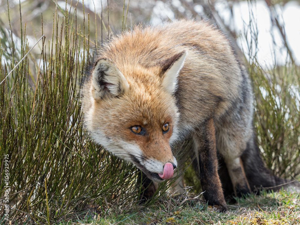 Fototapeta premium Red fox (Vulpes vulpes) licking its nose
