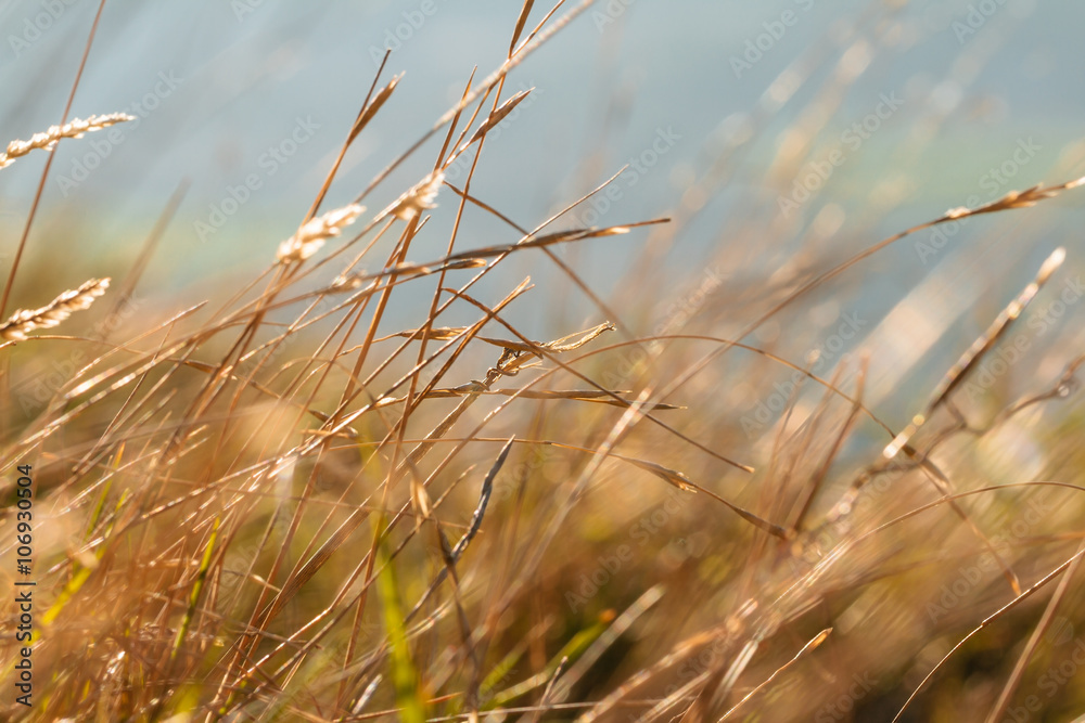 Fototapeta premium Dried plants