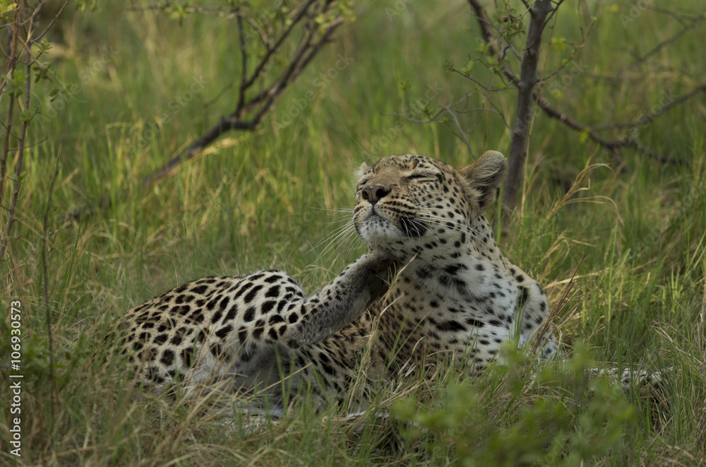 Relaxing Leopard (Panthera pardus) Relaxing Leopard (Panthera pardus)