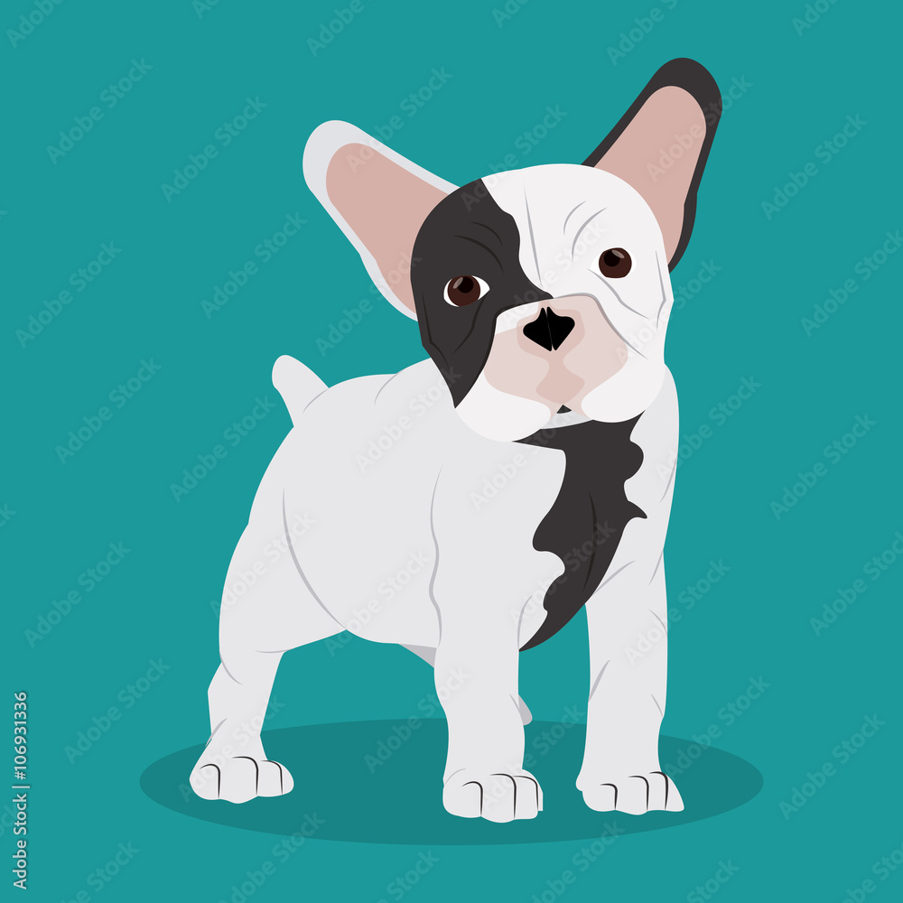 French bulldog design , vector illustration French bulldog design , vector illustration