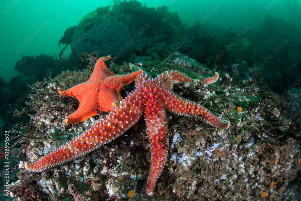 Colorful Starfish in Monterey Bay Colorful Starfish in Monterey Bay