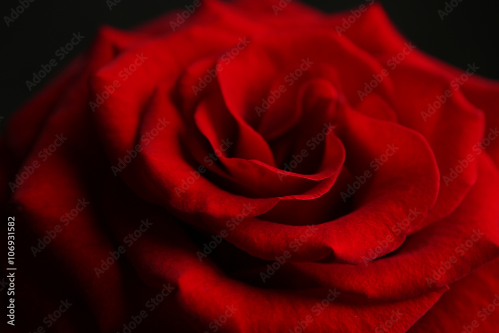 Naklejka premium Beautiful red rose closeup