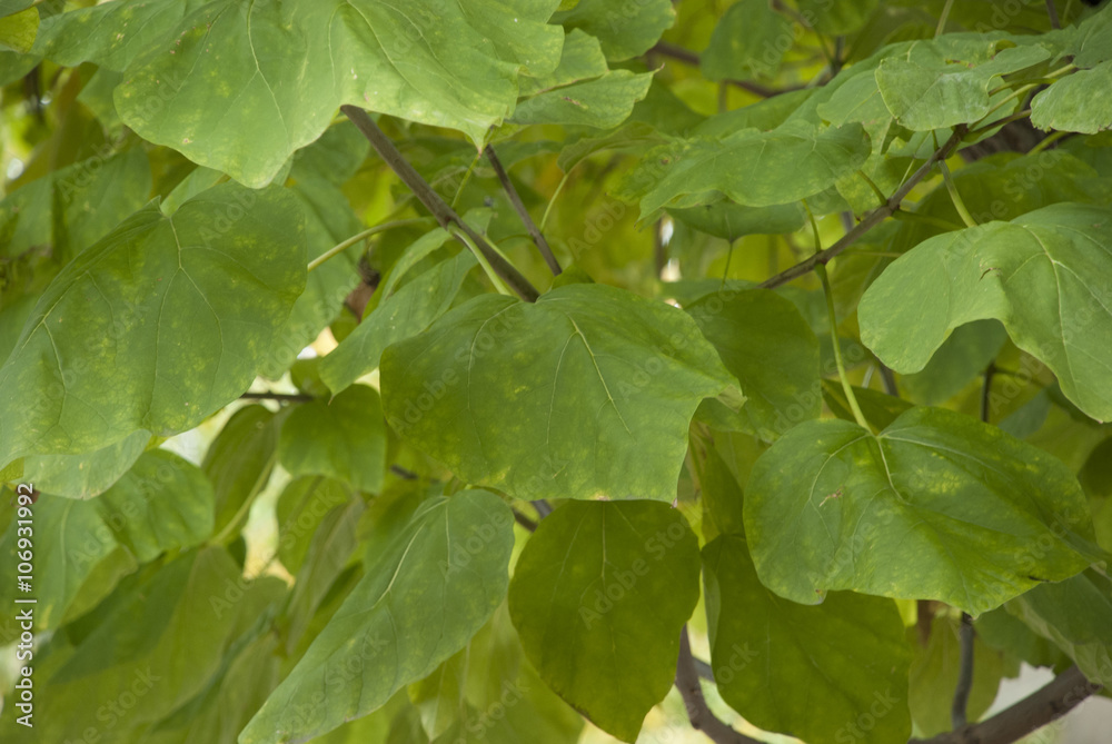 Fototapeta premium Feuilles de catalpa