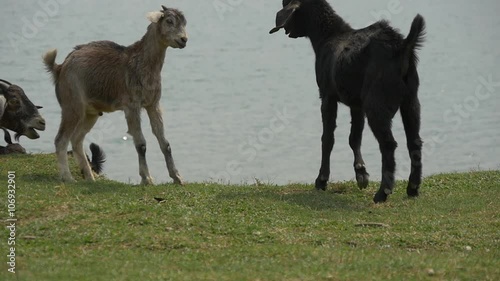Bodley goats playing on a meadow