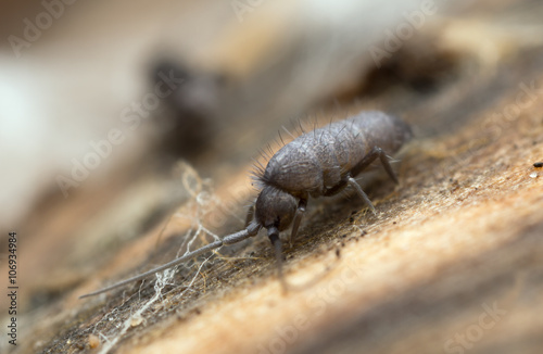 Macro photo of springtail on wood photographed with high magnifiation