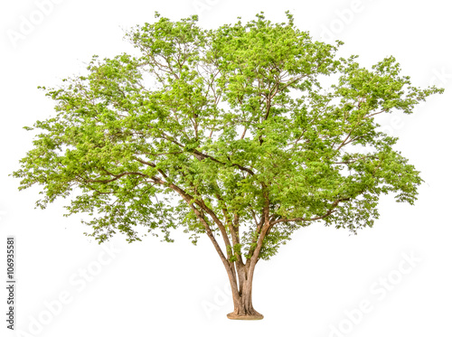 Green Tree isolated on white background